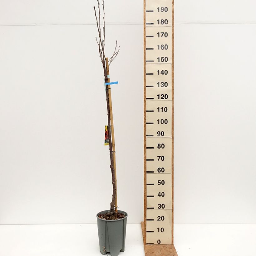 Exemplaar van Zoete kers Bigarreau Napoléon Pot van 7,5 l/10 l, Half-hoge stam zoals geleverd in de herfst