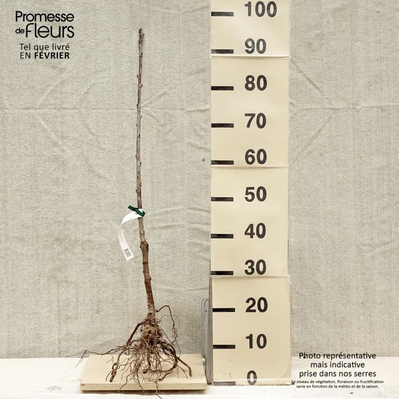 Exemplaar van Kersenboom 'Bigarreau Noir de Meched' Biologisch Blote-wortel zoals geleverd in de winter