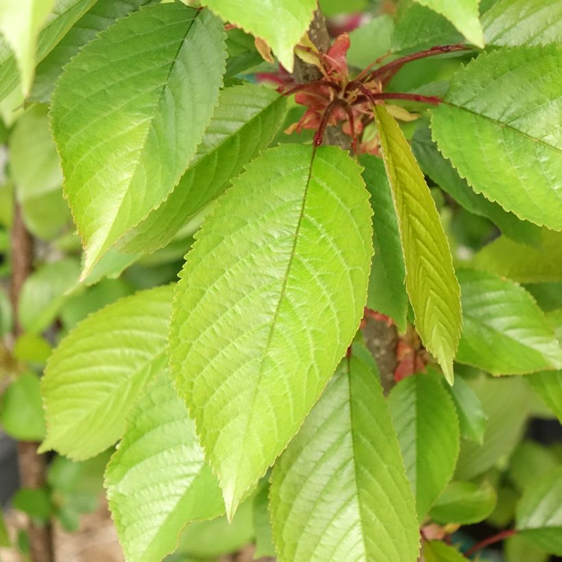 Kers Bigarreau Reverchon (Blad)