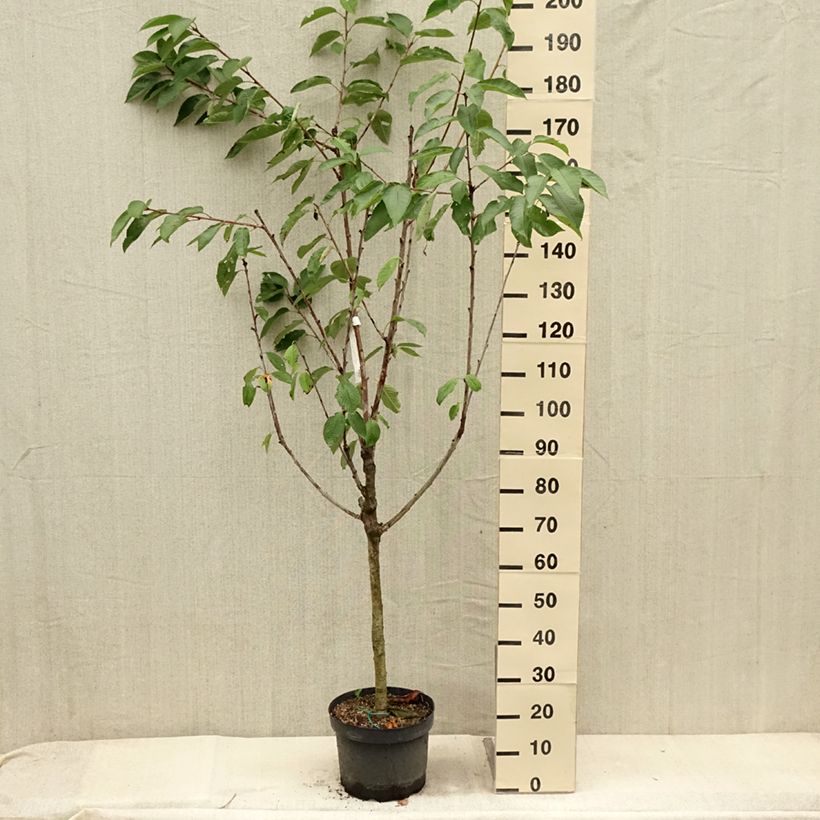 Exemplaar van Zoete kers Summit Pot van 7,5 l/10 l, Kelkvormig zoals geleverd in de zomer