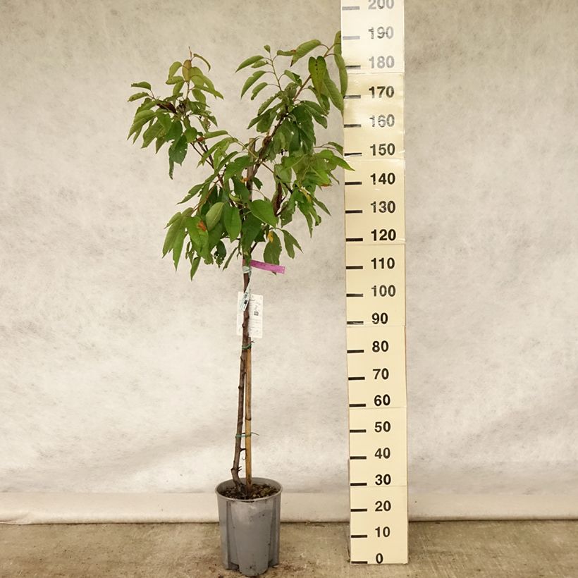 Exemplaar van Kers Sunburst Pot van 7,5 l/10 l, Half-hoge stam zoals geleverd in de zomer
