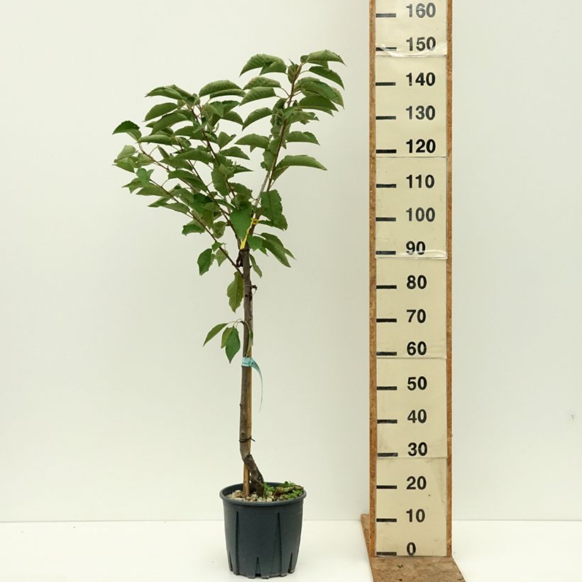 Exemplaar van Zoete kers Sweetheart Pot van 7,5 l/10 l, Kelkvormig zoals geleverd in de zomer