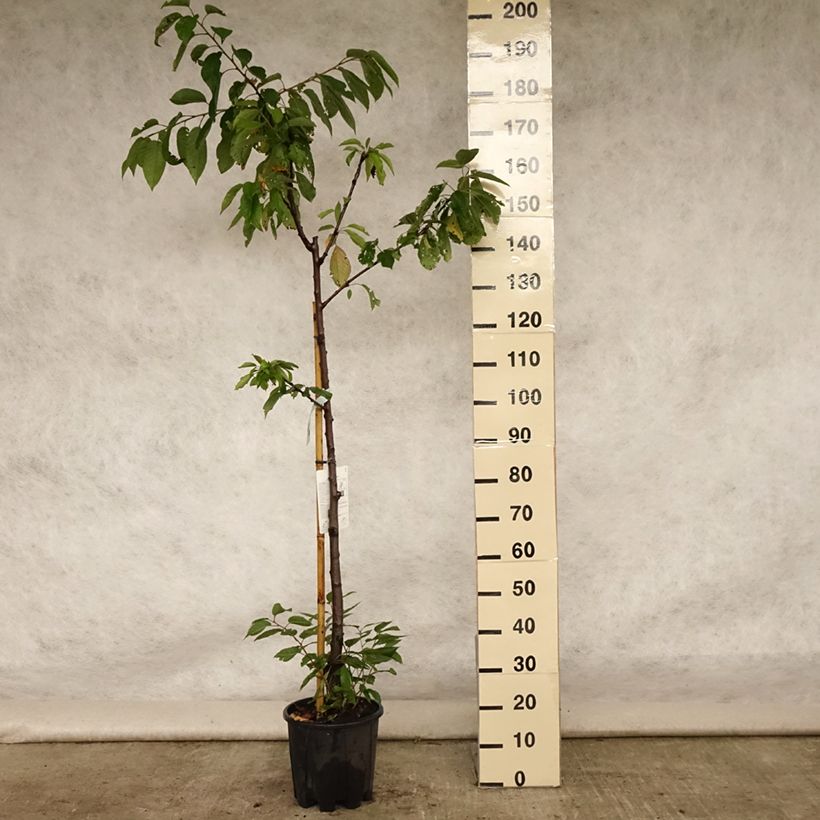Exemplaar van Zoete kers Van Pot van 7,5 l/10 l, Half-hoge stam zoals geleverd in de zomer