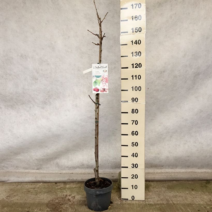 Exemplaar van Zuilvormige zure kers Hong Kong Pot van 6 l/7 l, Zuilvormig zoals geleverd in de herfst