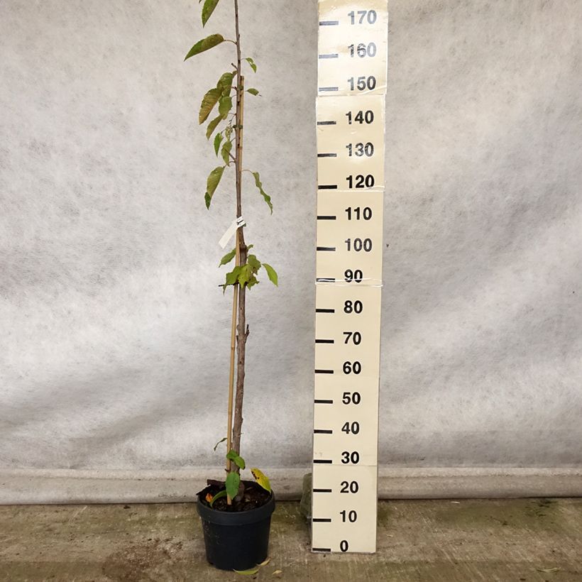 Exemplaar van Zuilvormige zure kers Shangai Pot van 6 l/7 l, Zuilvormig zoals geleverd in de herfst