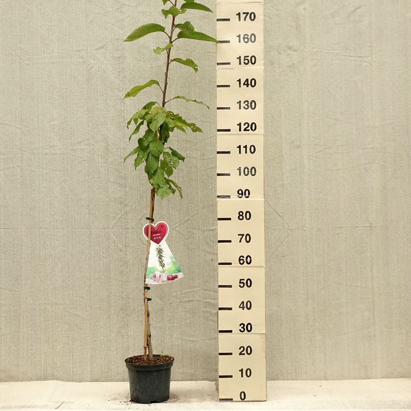 Exemplaar van Zuilvormige kers Sylvia Pot van 4 l/5 l, Zuilvormig zoals geleverd in de zomer