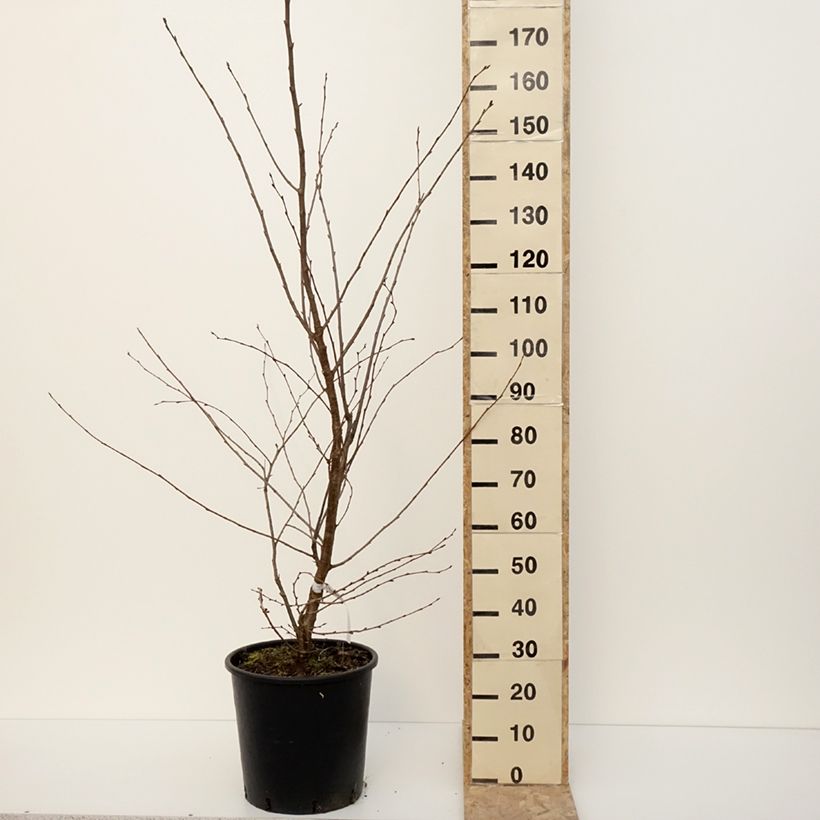Example of Cerisier du Japon - Prunus Accolade Pot van 18 l/20 l as you get in hiver