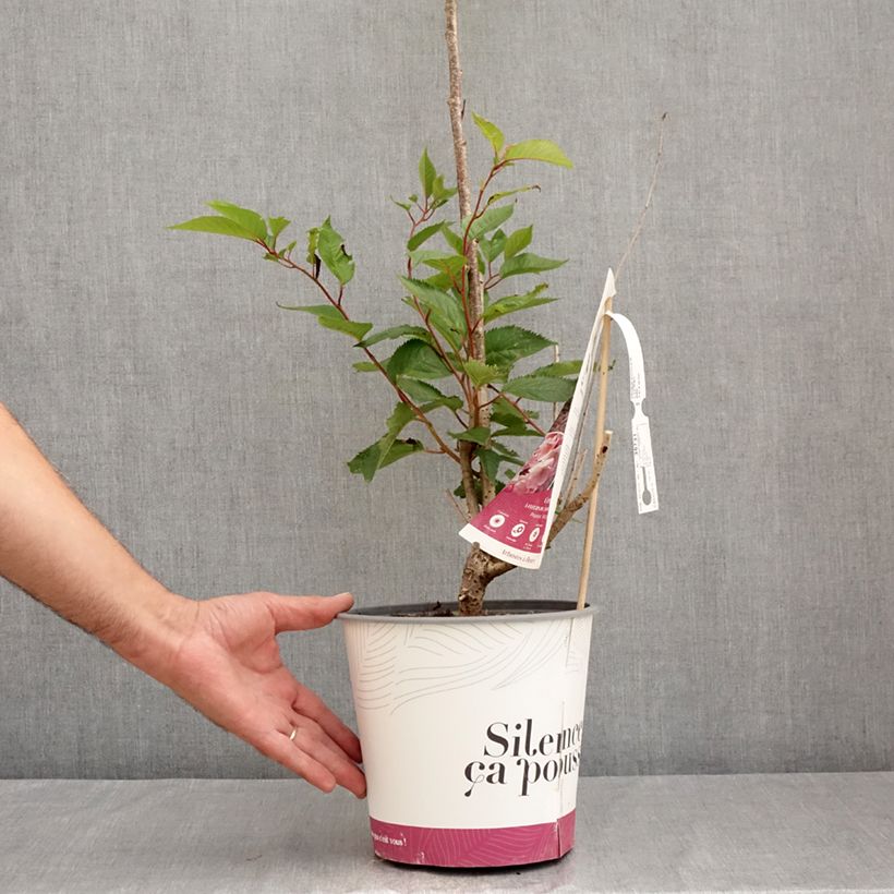 Exemplaar van Prunus Accolade - Japanse sierkers Pot van 4 l/5 l zoals geleverd in de zomer