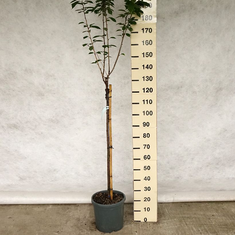 Exemplaar van Prunus serrulata Kanzan - Japanse sierkers Pot van 7,5 l/10 l zoals geleverd in de lente
