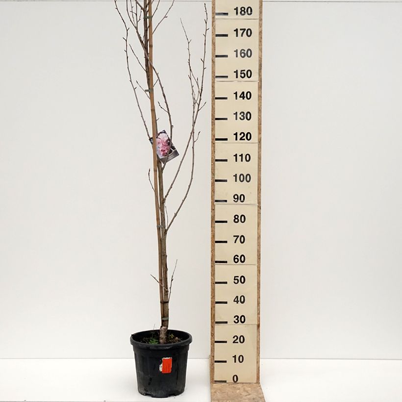 Example of Cerisier du Japon - Prunus serrulata Royal Burgundy Pot van 12 l/15 l as you get in hiver