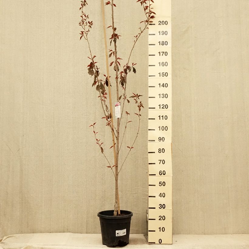 Exemplaar van Prunus serrulata Royal Burgundy - Japanse sierkers Pot van 12 l/15 l zoals geleverd in de zomer