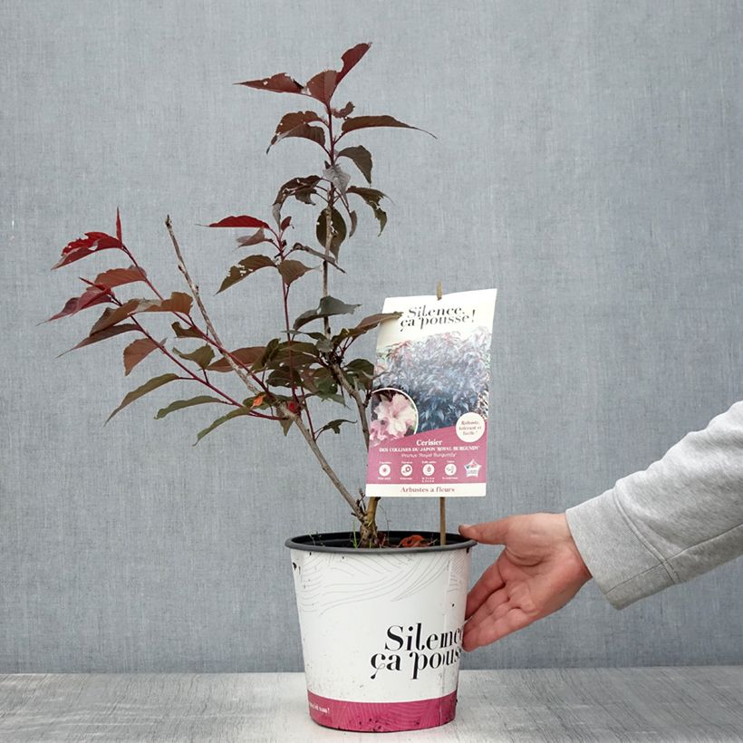 Exemplaar van Prunus serrulata Royal Burgundy - Japanse sierkers Pot van 4 l/5 l zoals geleverd in de zomer