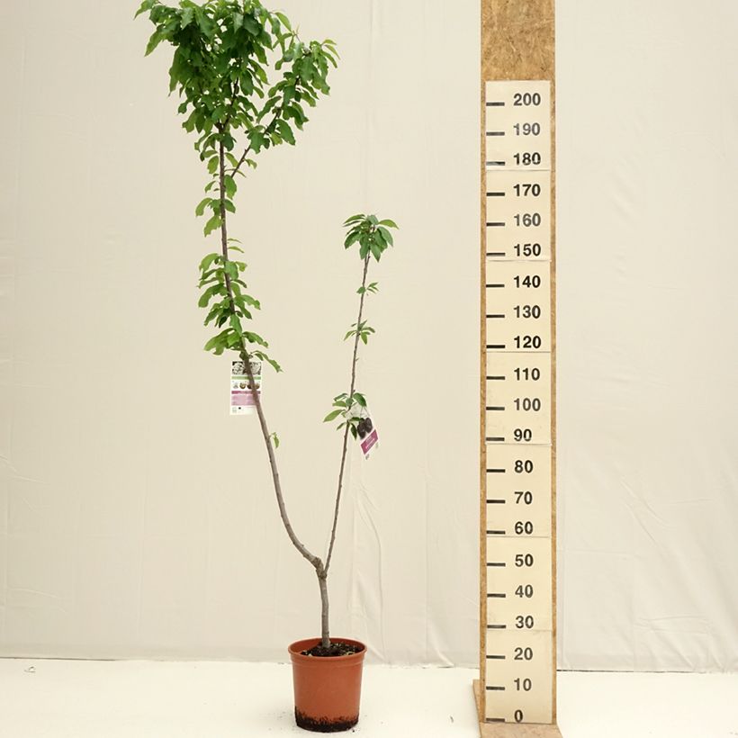 Exemplaar van Cerisier Duo Bigarreau Burlat et Napoléon Pot van 7,5 l/10 l zoals geleverd in de lente