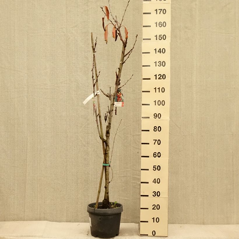 Exemplaar van Duo-kersenboom Hedelfingen + Napoleon Pot van 7,5 l/10 l zoals geleverd in de herfst