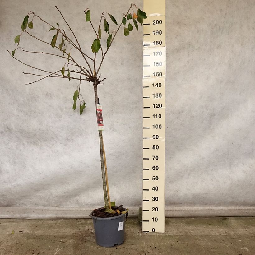 Exemplaar van Zoete kers Early Rivers Pot van 7,5 l/10 l, Half-hoge stam zoals geleverd in de herfst