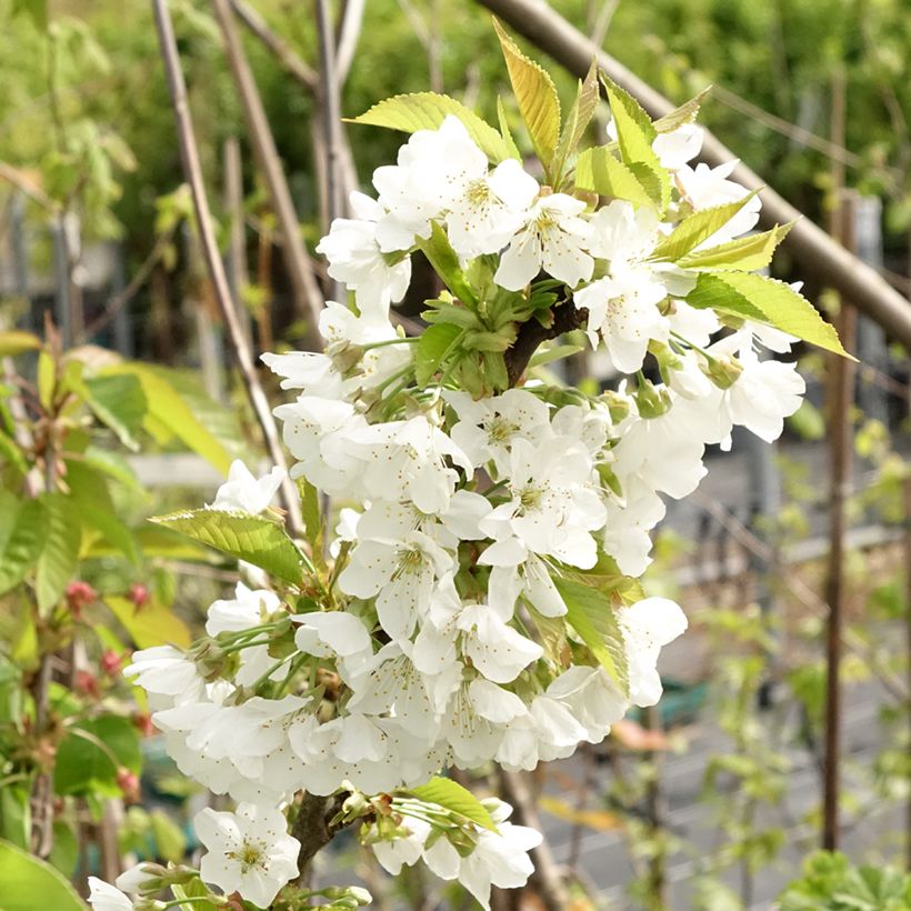 Zoete kers Early Rivers (Bloei)