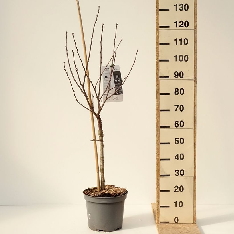 Exemplaar van Zure kers Montmorency Pot van 7,5 l/10 l, Kelkvormig zoals geleverd in de winter