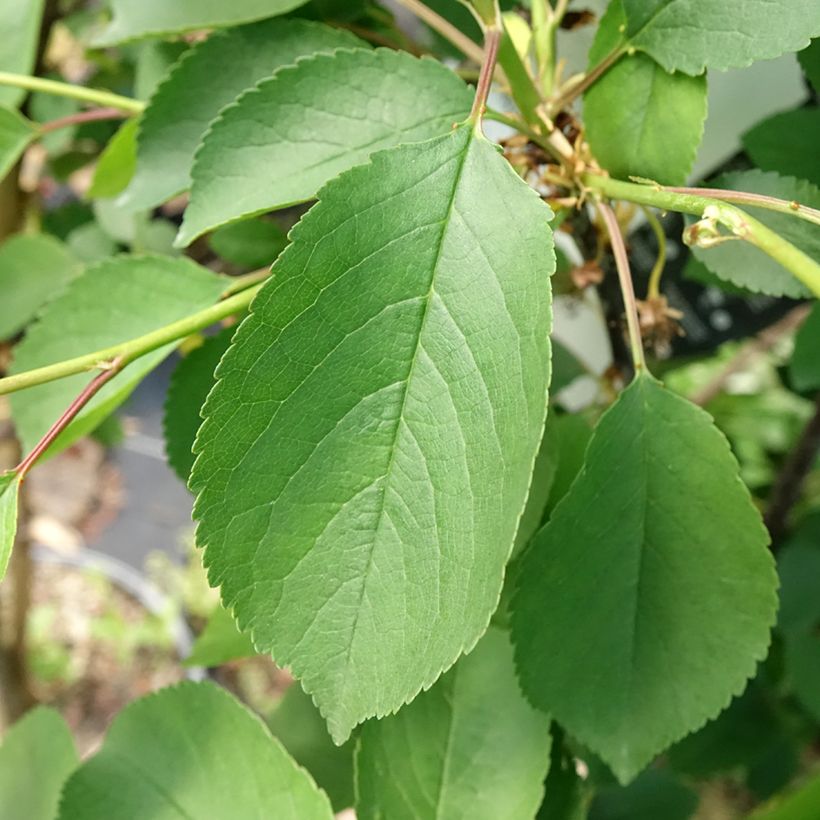 Zure kers Montmorency (Blad)