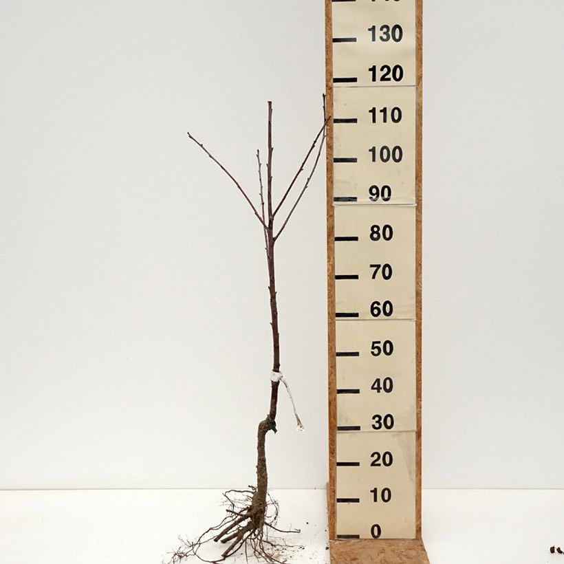 Exemplaar van Kriekenboom 'Guindoux des Charentes' Bio - Blote-wortel zoals geleverd in de winter