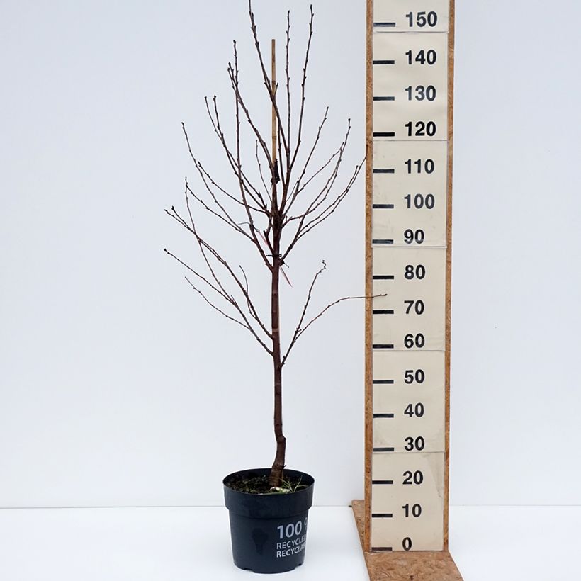 Exemplaar van Zure kers Kelleriis 16 BIO Pot van 4 l/5 l, Kwartstam zoals geleverd in de herfst
