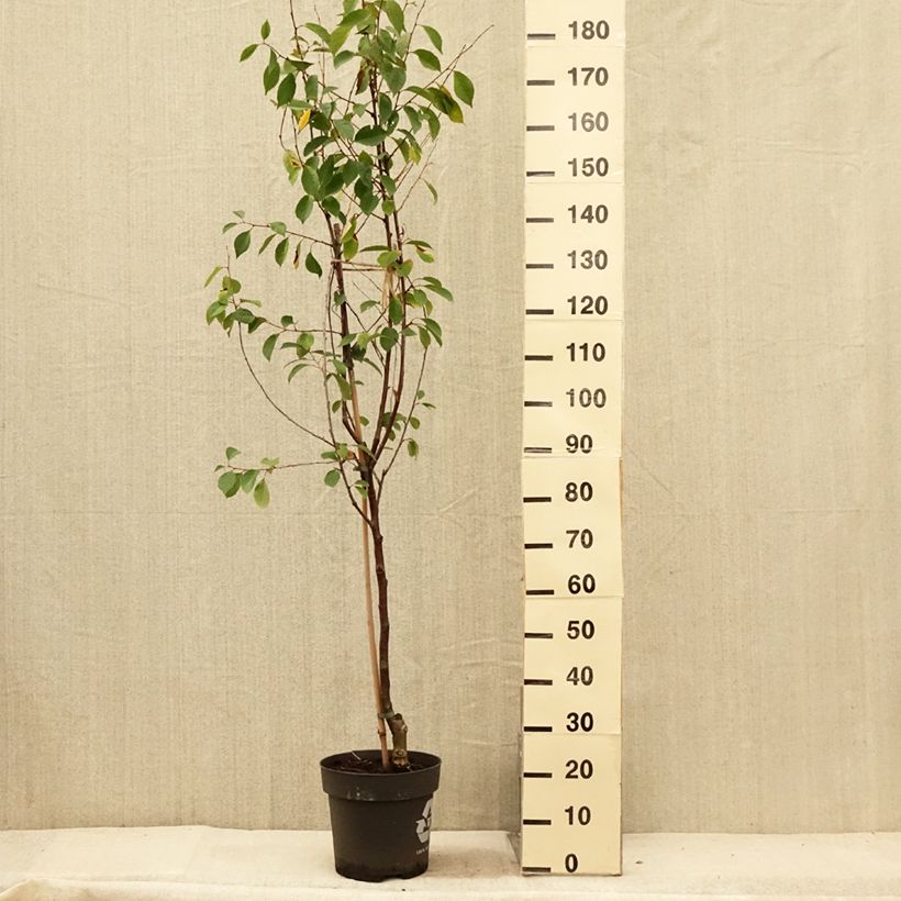 Exemplaar van Zure kers Kelleriis 16 BIO Pot van 4 l/5 l, Kwartstam zoals geleverd in de zomer
