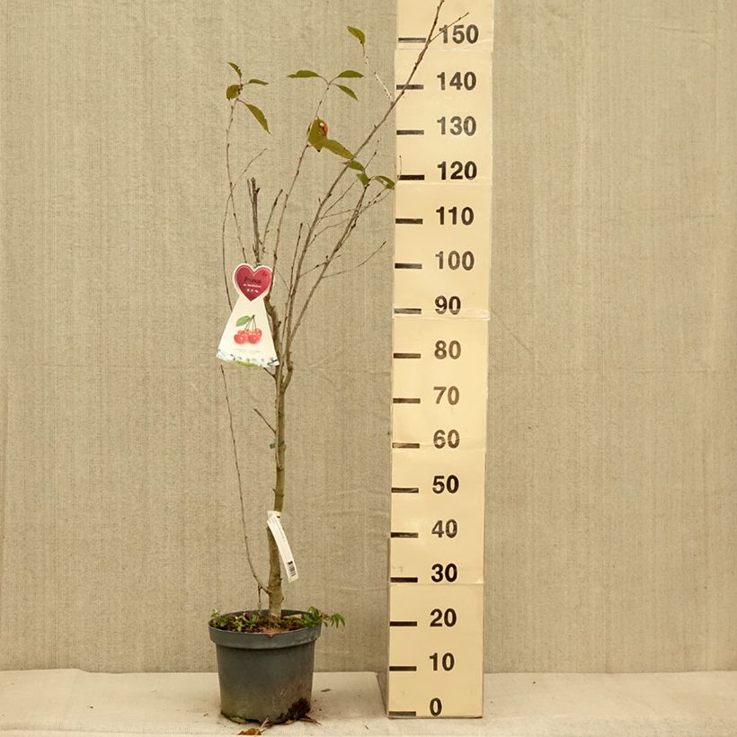Exemplaar van Zure kers Kelleriis 16 Pot van 7,5 l/10 l, Kelkvormig zoals geleverd in de herfst
