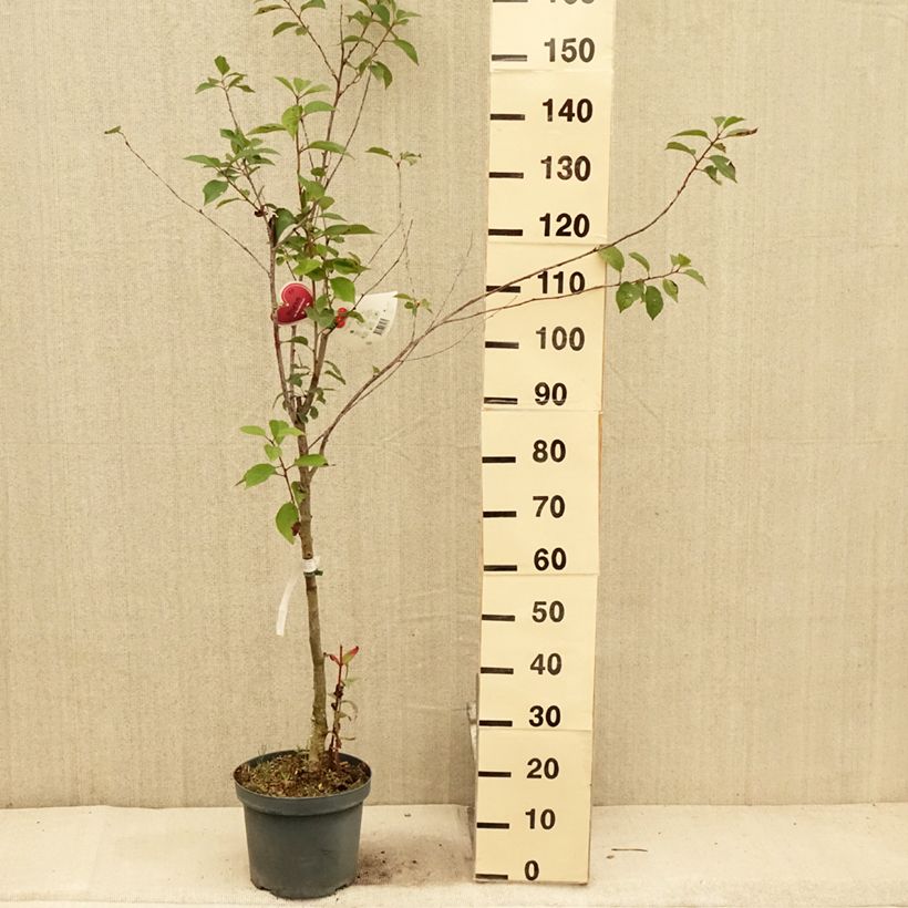 Exemplaar van Zure kers Kelleriis 16 Pot van 7,5 l/10 l, Kelkvormig zoals geleverd in de zomer