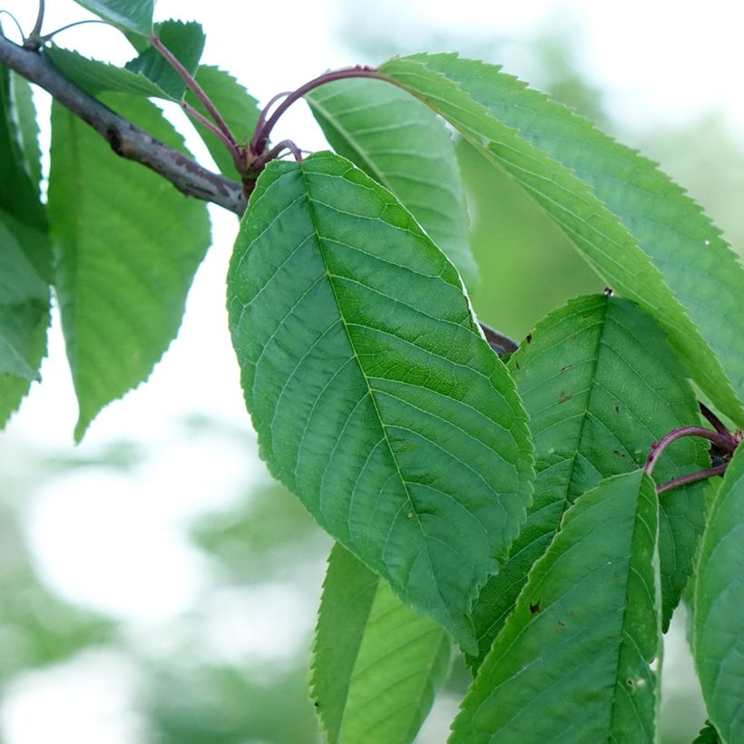 Zoete kers Kordia (Blad)