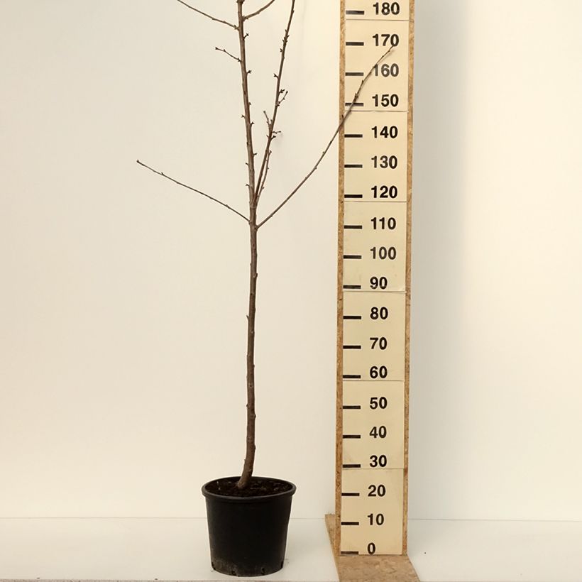 Exemplaar van Cerisier Kordia - Prunus avium Pot van 20 l/25 l, Half-hoge stam zoals geleverd in de winter