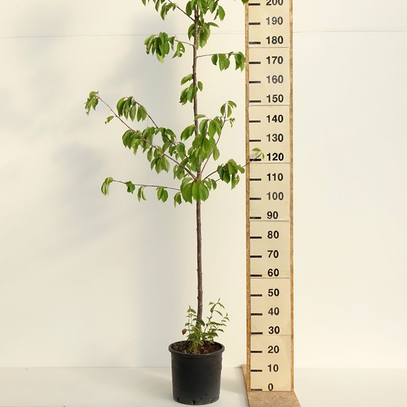 Exemplaar van Zoete kers Kordia Pot van 20 l/25 l, Half-hoge stam zoals geleverd in de lente