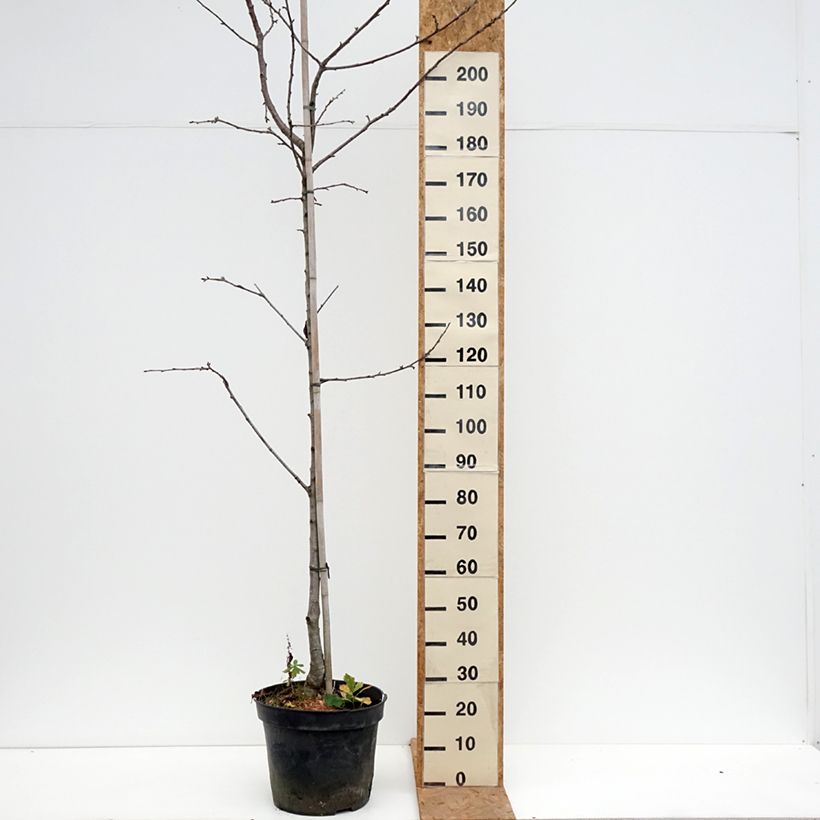 Exemplaar van Zoete kers Kunzego Pot van 20 l/25 l, Half-hoge stam zoals geleverd in de herfst