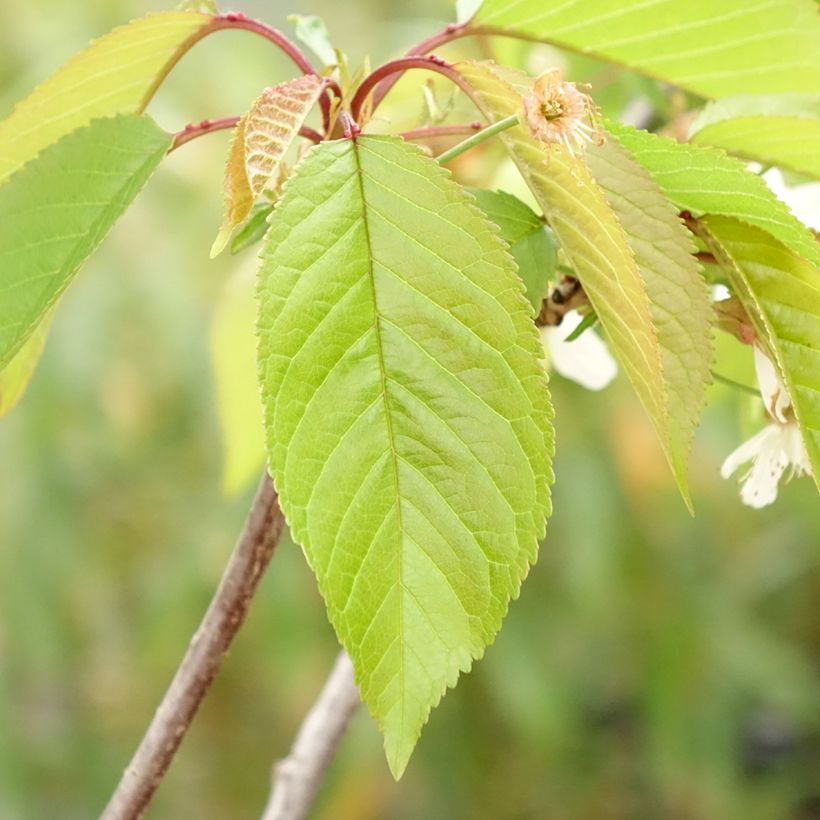 Zoete kers Kunzego (Blad)