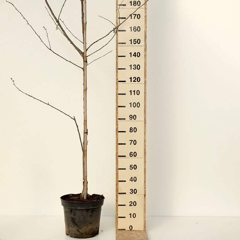Exemplaar van Cerisier Kunzego ou Kunzes Kirche - Prunus avium  Pot van 20 l/25 l, Half-hoge stam zoals geleverd in de winter