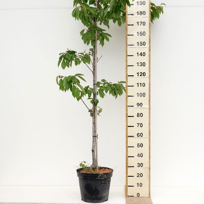 Exemplaar van Zoete kers Kunzego Pot van 20 l/25 l, Half-hoge stam zoals geleverd in de lente