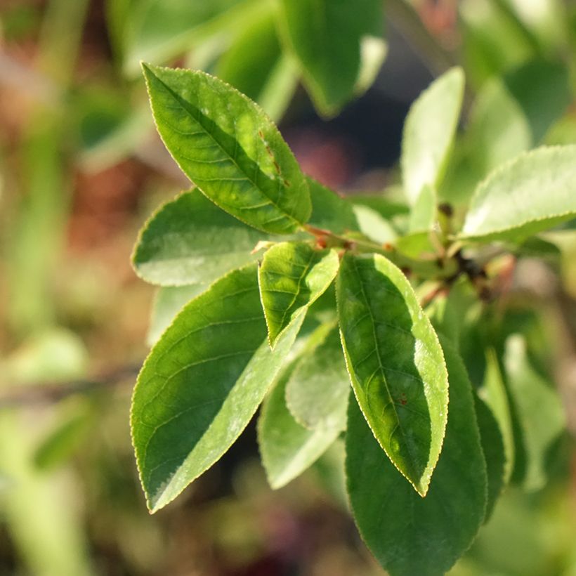 Prairiekers Carmine Jewel (Blad)