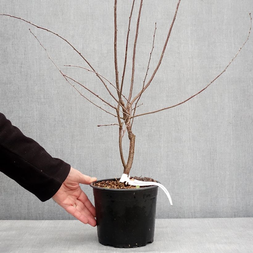 Exemplaar van Prairiekers Carmine Jewel Pot van 2 l/3 l zoals geleverd in de winter