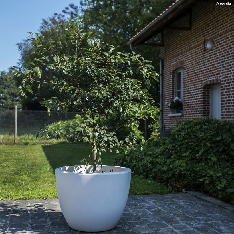 Dwergkers Cherry Baby Fruitality® (Groeiplaats)