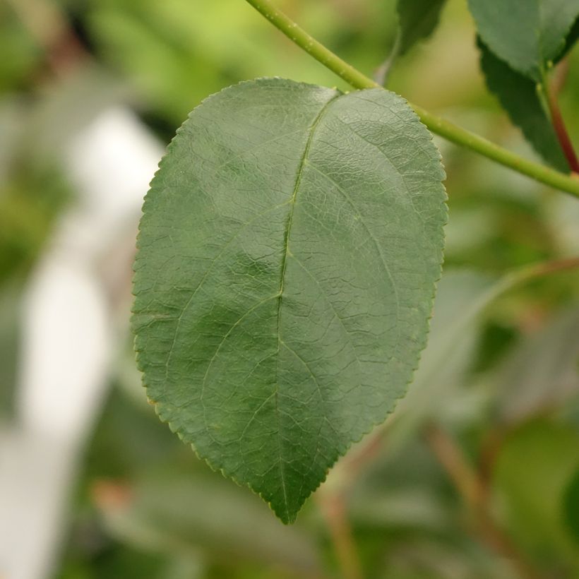 Dwergkers Cherry Baby Fruitality® (Blad)