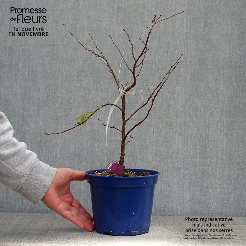 Exemplaar van Dwergkers Cherry Baby Fruitality® Pot van 2 l/3 l, Pol zoals geleverd in de herfst