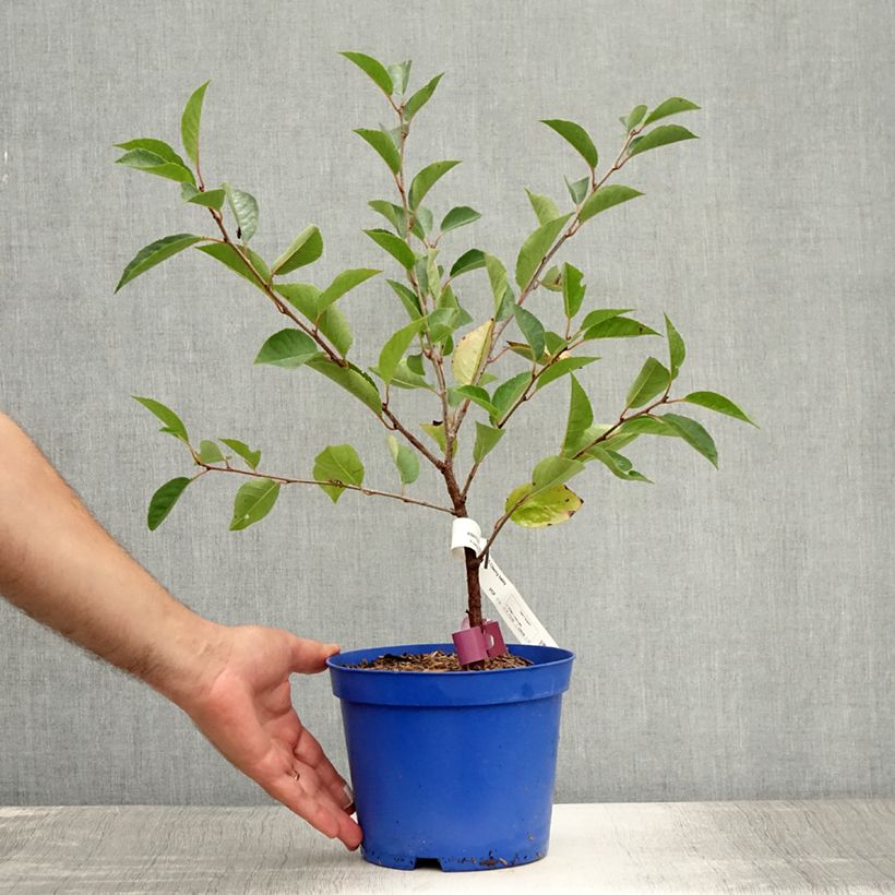 Exemplaar van Dwergkers Cherry Baby Fruitality® Pot van 2 l/3 l, Pol zoals geleverd in de zomer