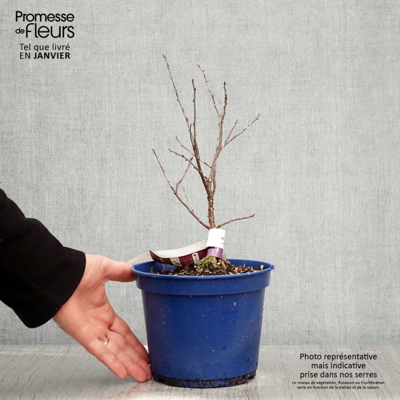 Exemplaar van Dwergkers Cherry Baby Fruitality® Pot van 2 l/3 l, Pol zoals geleverd in de winter