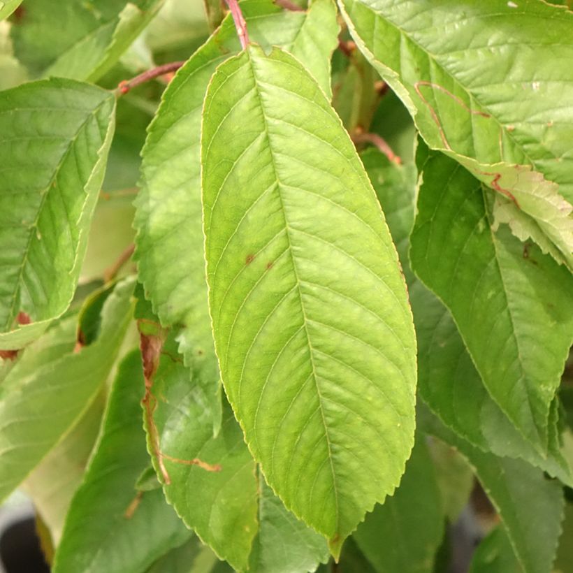 Dwergkers Fruit Me Cherry Me (Blad)