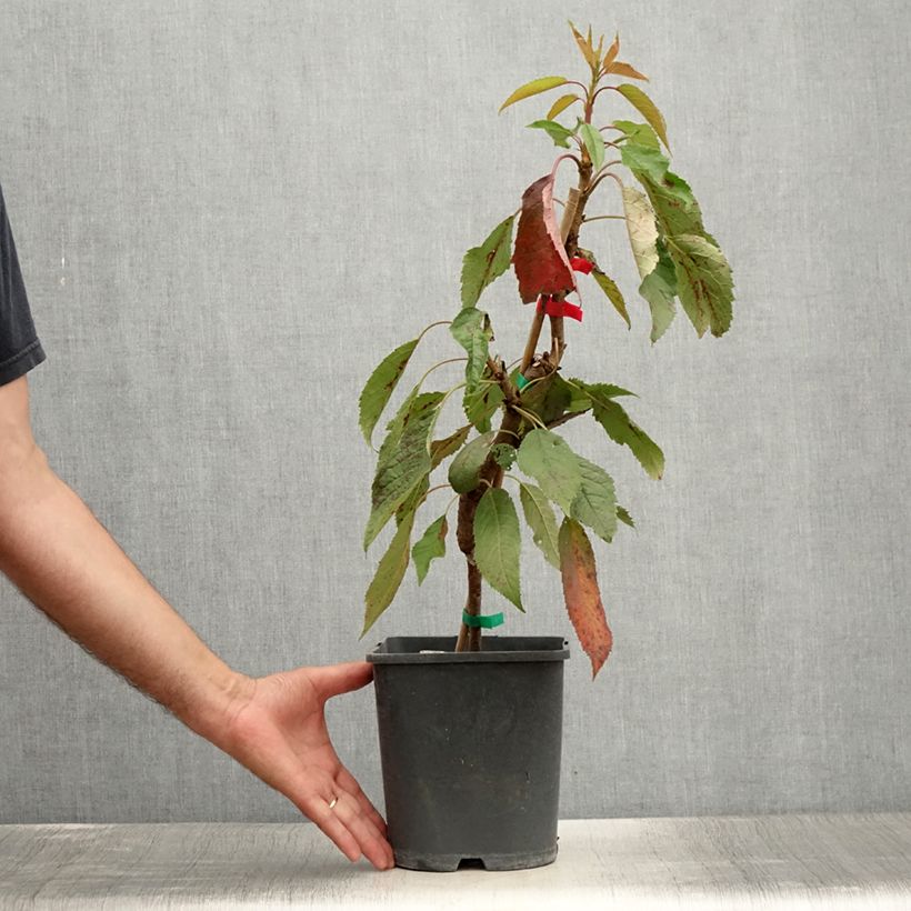 Exemplaar van Dwergkers Lapins Pot van 4 l/5 l, Dwerg zoals geleverd in de zomer