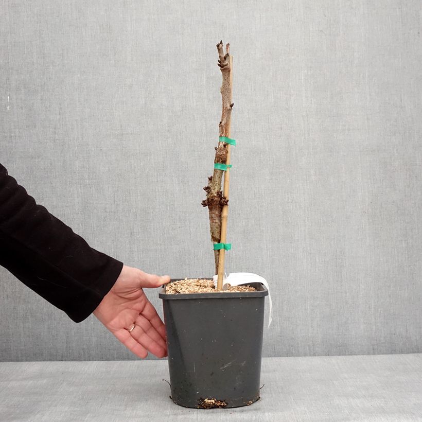 Exemplaar van Dwergkers Lapins Pot van 4 l/5 l, Dwerg zoals geleverd in de winter