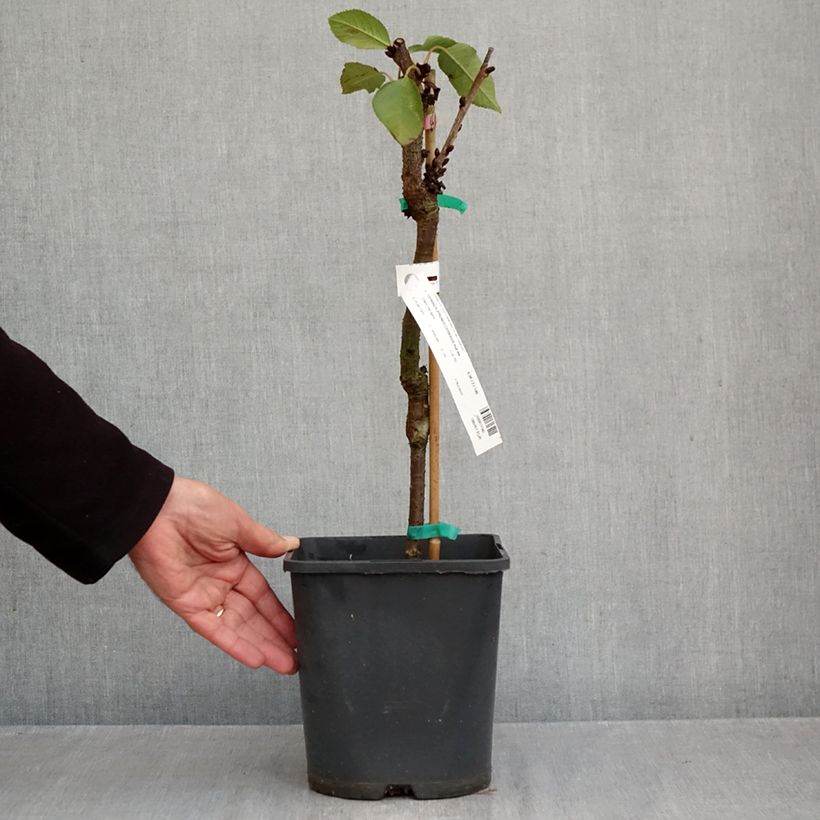 Exemplaar van Dwergkers Lapins Pot van 4 l/5 l, Dwerg zoals geleverd in de herfst