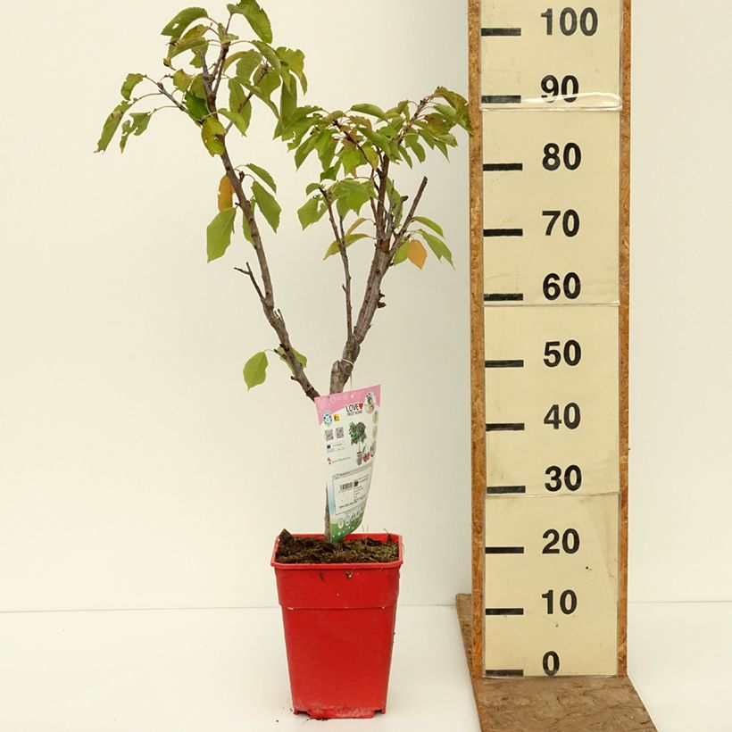 Exemplaar van Dwergkers Garden Bing Pot van 6 l/7 l, Kwartstam zoals geleverd in de herfst