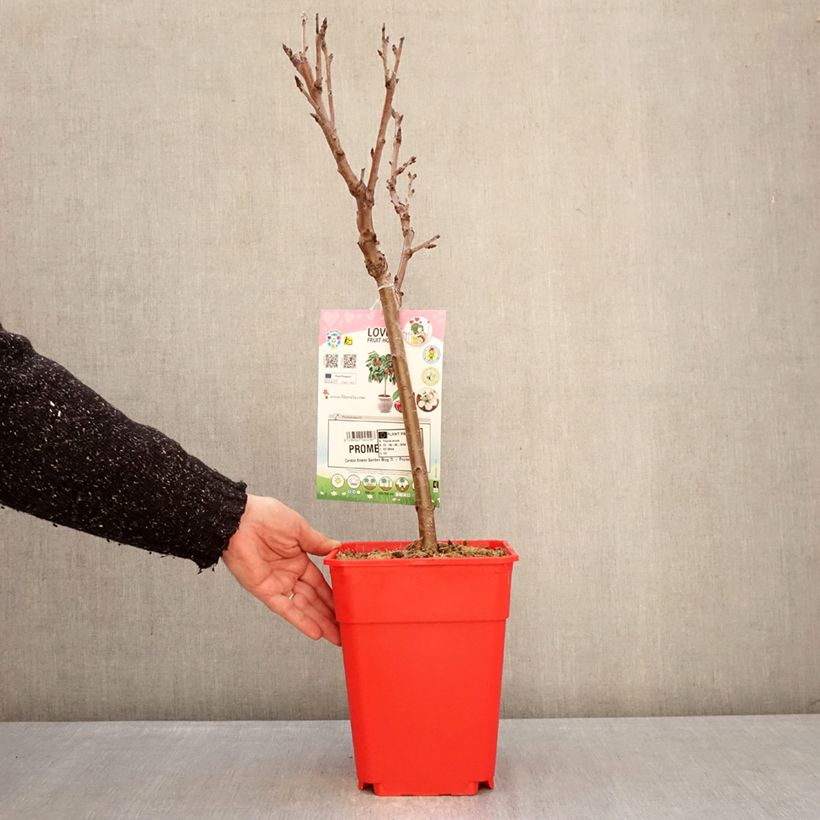 Exemplaar van Dwergkers Garden Bing Pot van 6 l/7 l, Kwartstam zoals geleverd in de winter