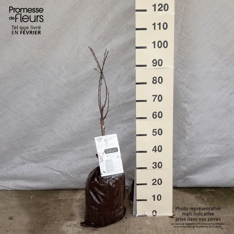 Exemplaar van Cerisier nain Griotella - Georges Delbard Motte Prêt-à-planter 1/4 de tige zoals geleverd in de winter