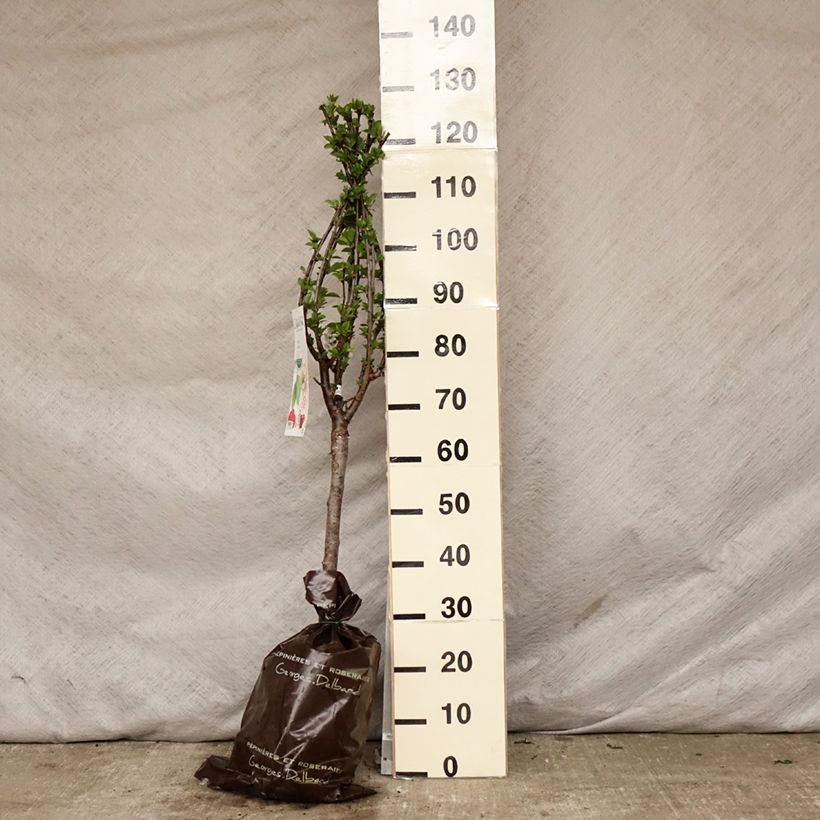 Exemplaar van Dwergkers Maynard Plantklare kluit, Kwartstam zoals geleverd in de lente