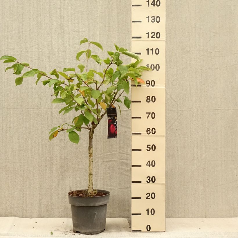 Exemplaar van Dwergkers Piemont Pot van 7,5 l/10 l, Kwartstam zoals geleverd in de zomer